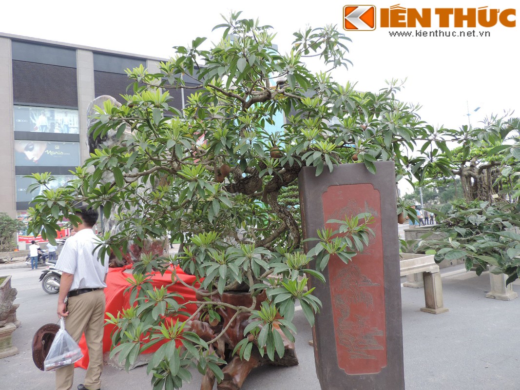 Bonsai an qua sieu doc la hut mat dan Ha Noi-Hinh-3